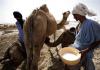 Верблюжий кумыс: свойства и особенности приготовления Кумыс от верблюжьей супруги